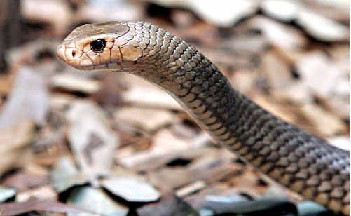 LOOK OUT: Snakes are on the move, an Eastern Brown Snake like this one bit a Gympie man this week. LOOK OUT: Snakes are on the move, an Eastern Brown Snake like this one bit a Gympie man this week.